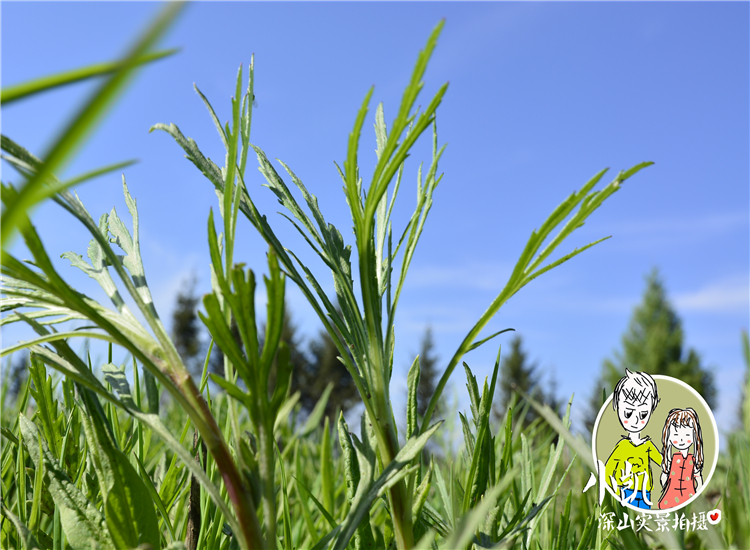 东北伊春特产野生山野菜柳蒿芽保鲜菜柳蒿牙新鲜柳蒿菜水蒿包邮