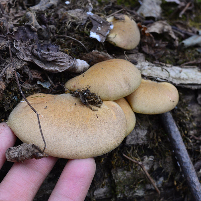 东北黑龙江特产元蘑干货新鲜野生小黄蘑冻菇大香菇类