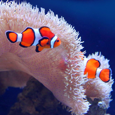 小丑nemo海水活体人工公子毕养开口鱼 原价8.88元 现价8.87元包邮抢购