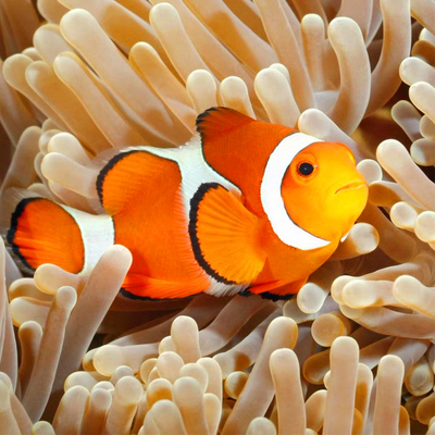 小丑nemo海水活体人工公子毕养开口鱼 原价8.88元 现价8.87元包邮抢购