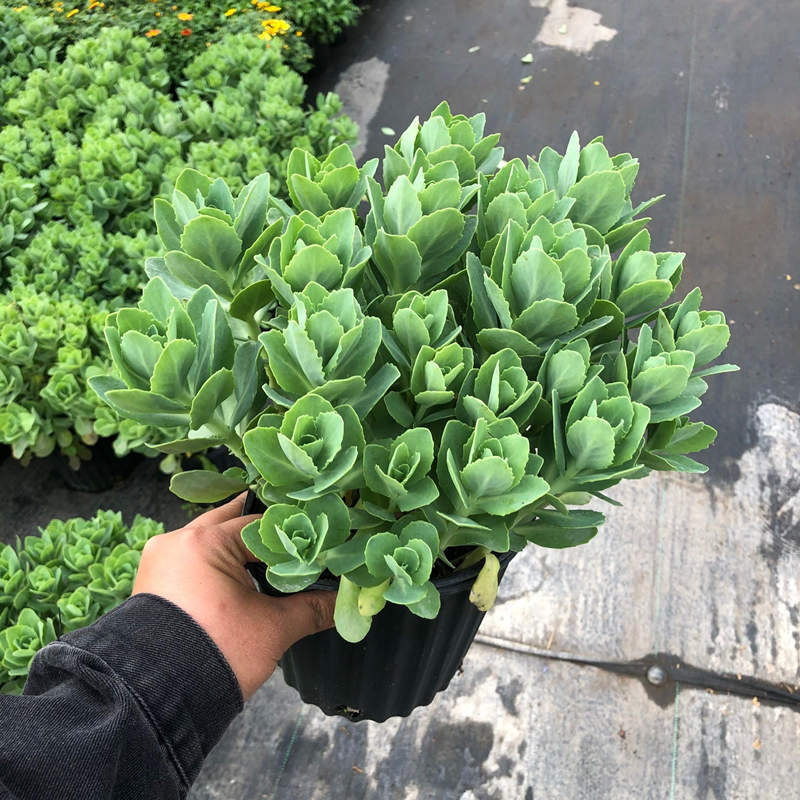 景天八宝多肉植物盆栽阳台庭院花园多年生宿根花卉