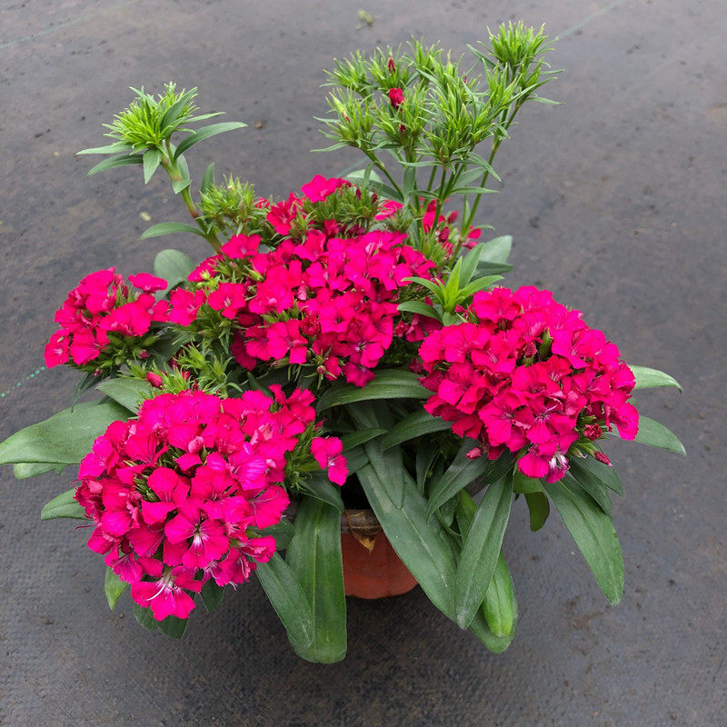 绣球石竹盆栽花园花镜多年生耐寒耐热开花植物花卉