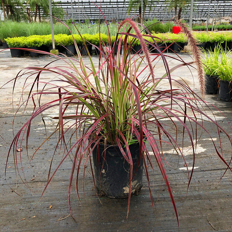 火焰焰狼尾草2加仑盆栽花园花镜地被观叶草宿根绿植