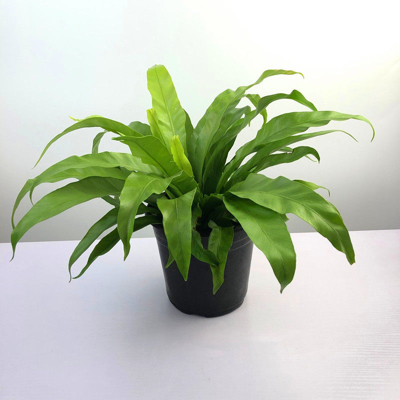 宽叶鸟巢盆栽室内办公办公桌桌面耐养四季常青绿植