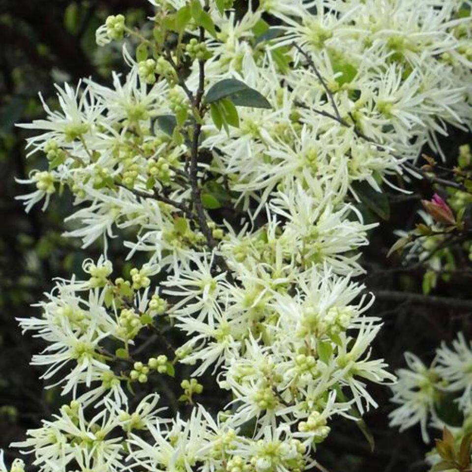 白花继木苗易活好四季常青盆栽盆景绿化苗木绿植