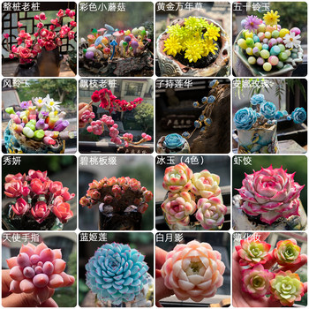 Crystal resin succulent ເຮັດວຽກອອກອາກາດສົດ, ສິ່ງຫນຶ່ງແລະການສັກຢາຫນຶ່ງ, ຫັດຖະກໍາມື kneaded, ເນື້ອຫນັງທີ່ເຮັດດ້ວຍມືເປັນອະມະຕະ