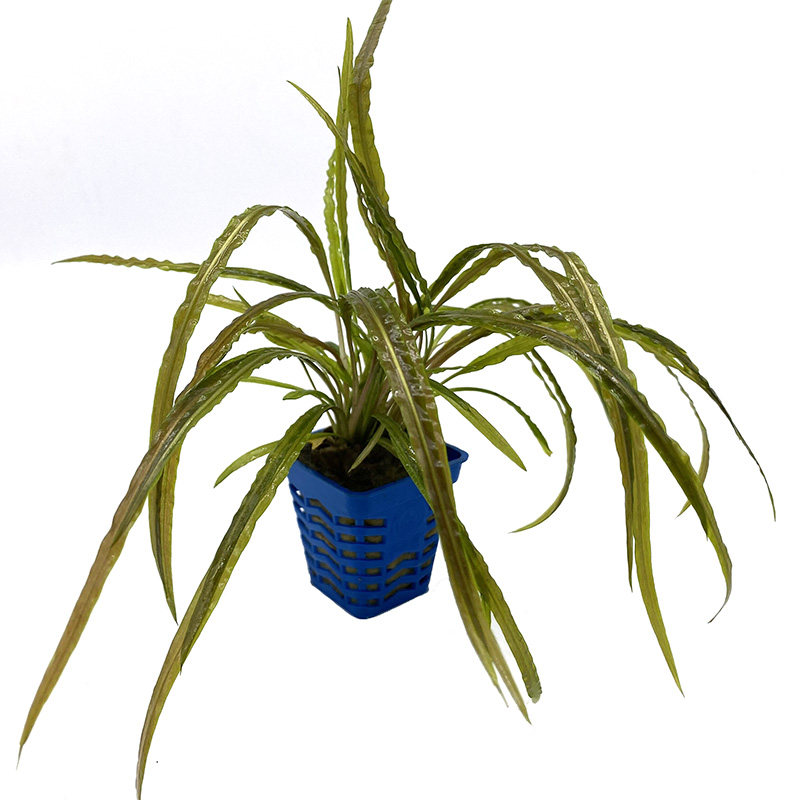 水草小自喷泉椒草耐养鱼缸水族箱观赏中景懒人水草