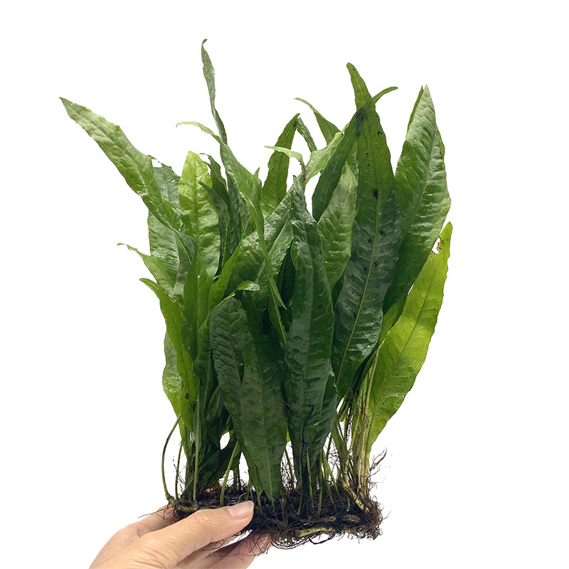小自苒细叶皇冠旦绿九冠鱼缸造景植物捆绑绑好水草