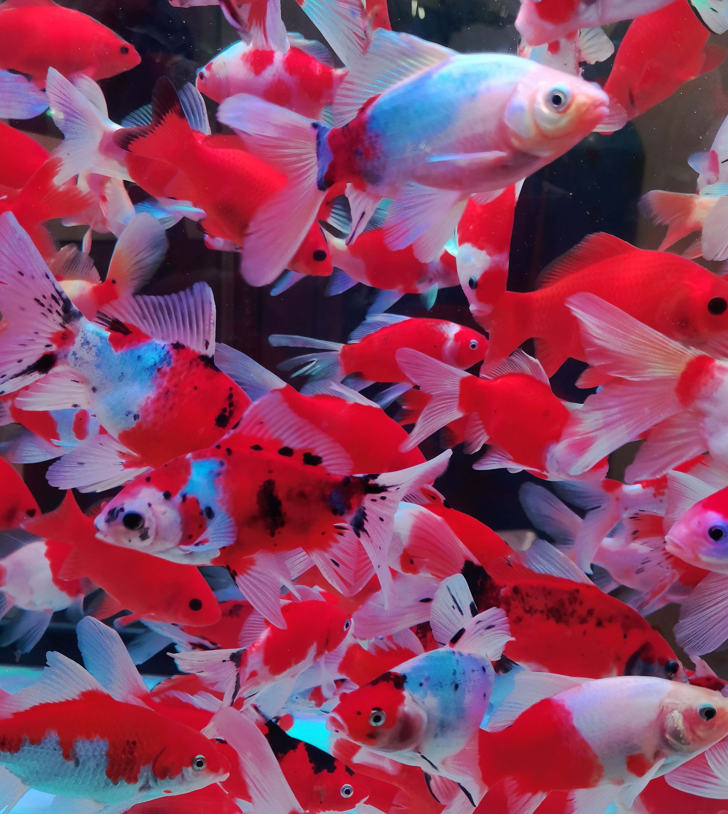 观赏鱼冷水鹦鹉鱼发财鱼合金葡萄眼黑眼红草好养活鱼