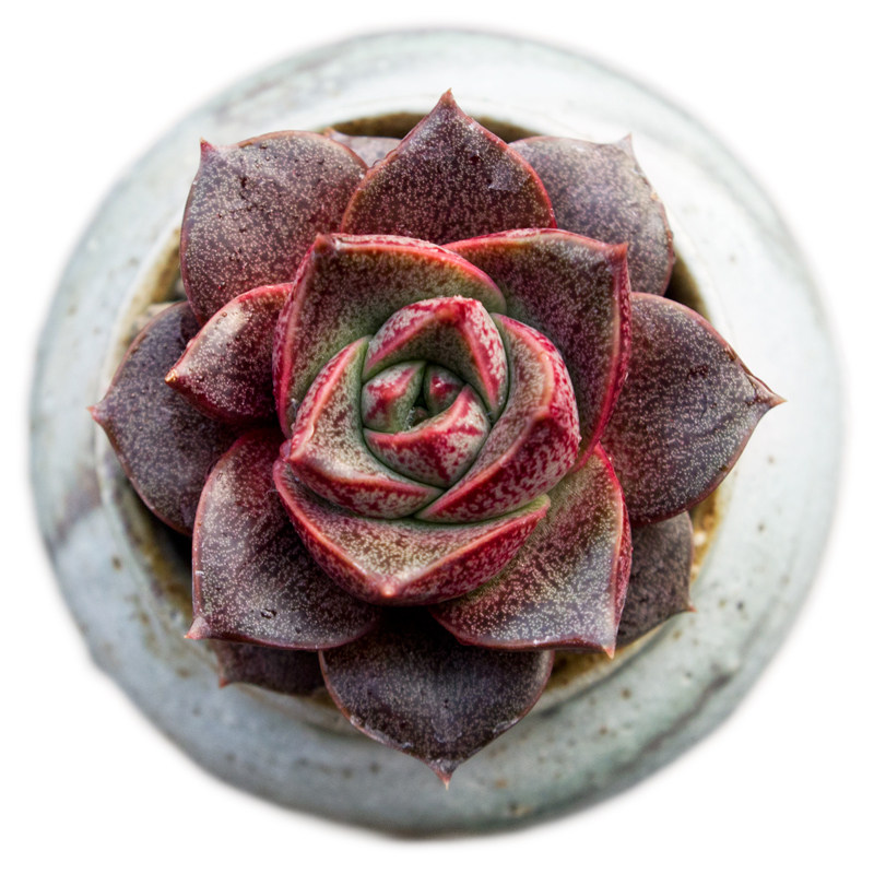 原始大和锦白小和锦多植物盆栽大火百和国王多肉植物