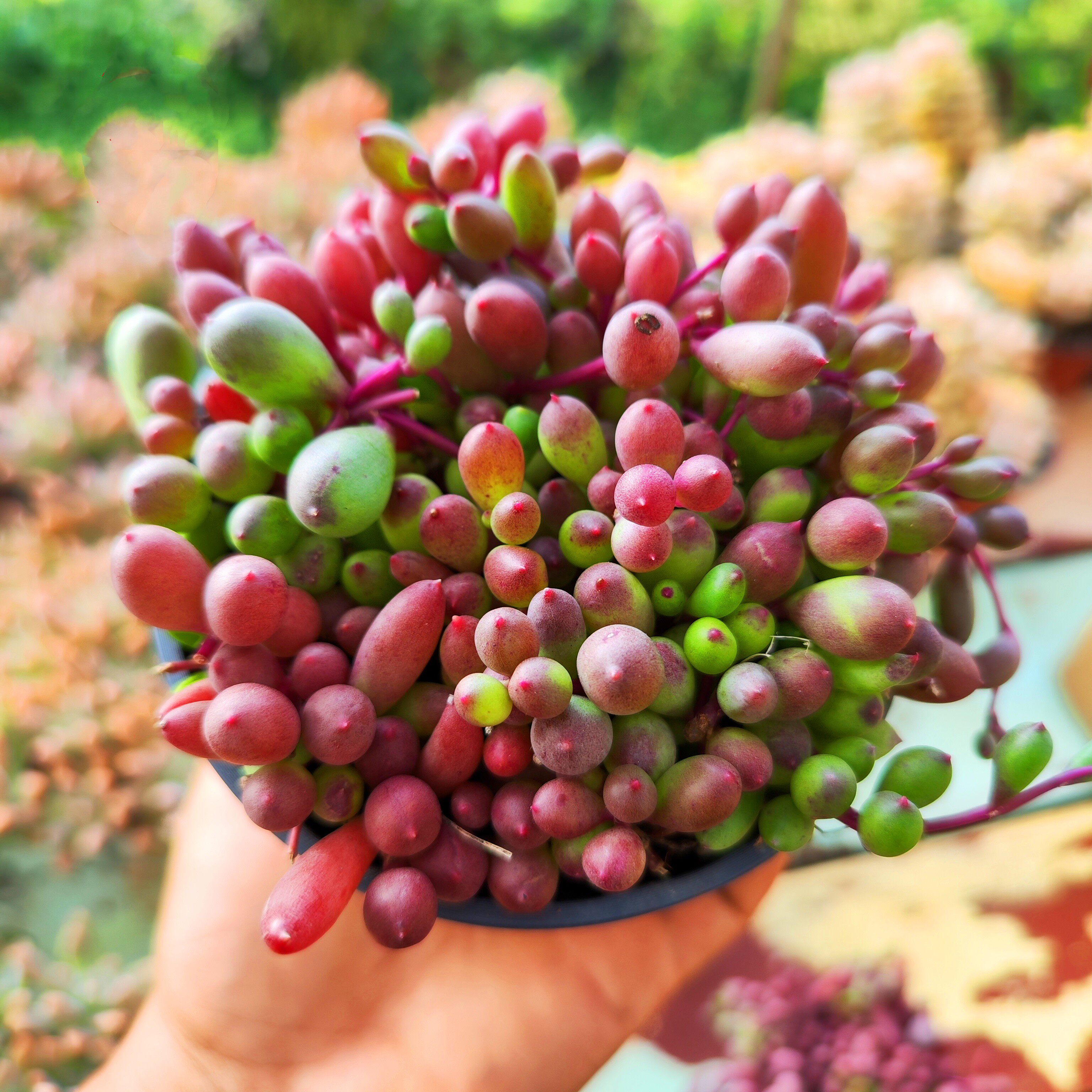 叶紫玄月多肉植物吊兰彩色紫葡萄稀有品种长藤多肉植物