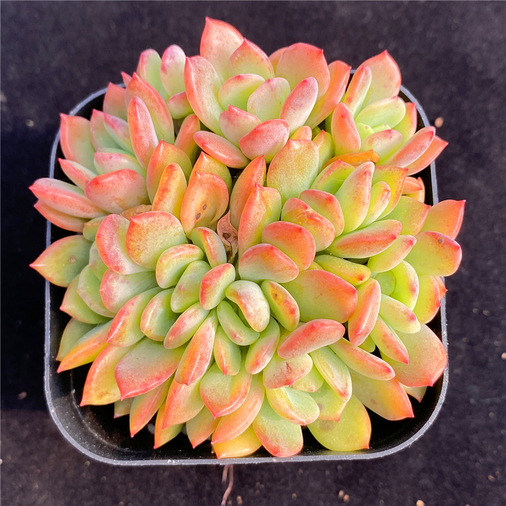 芬达多肉植物群生多头进口货红化妆肉肉办公多肉植物