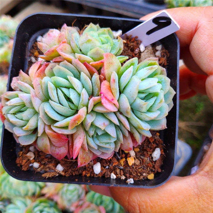 草莓冰多植物盆栽月影橘子冰梅肉肉绿植花卉多肉植物