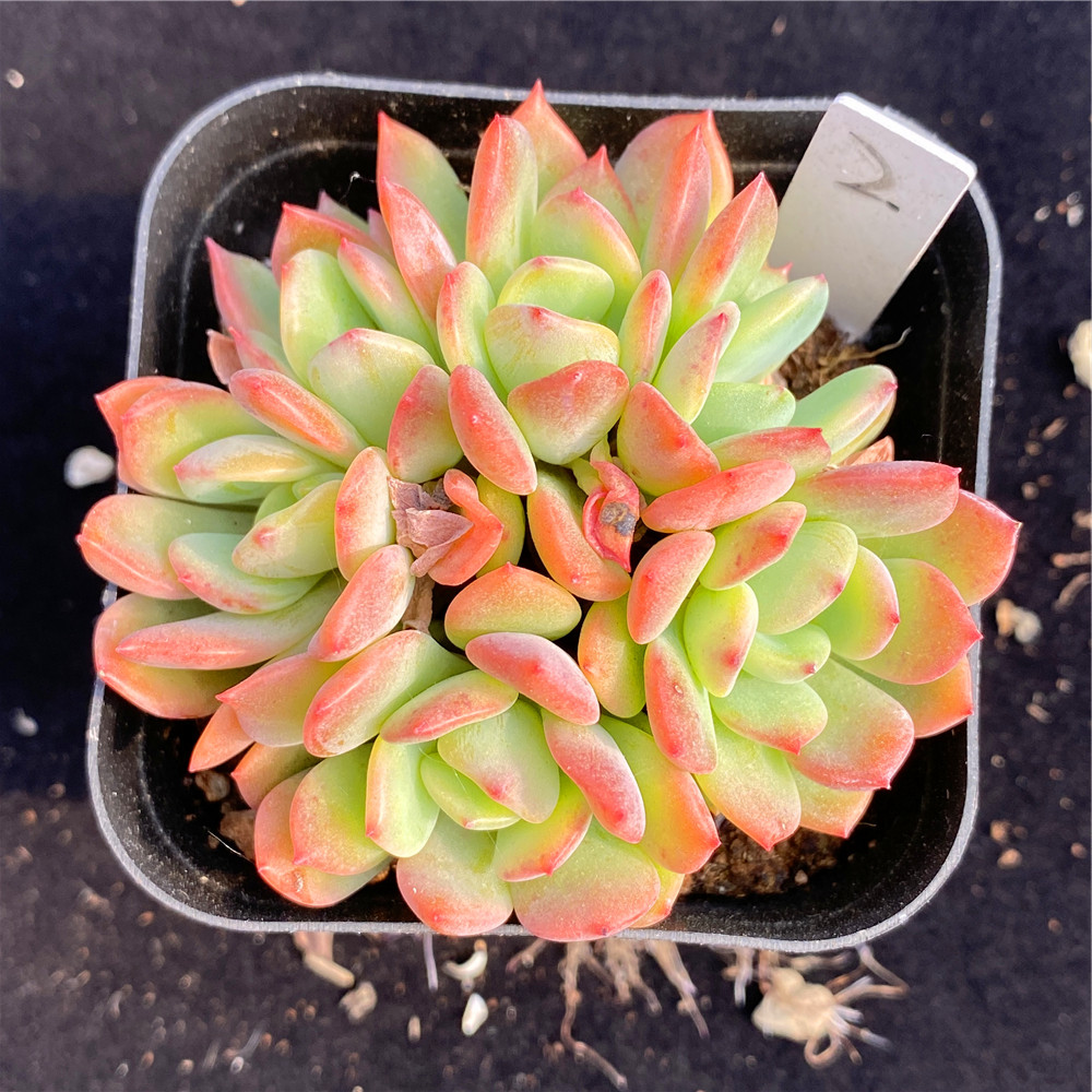 芬达多肉植物群生多头进口货红化妆肉肉办公多肉植物