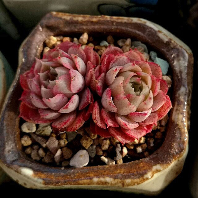 朱砂痣多植物盆栽西府海棠海棠花花卉绿植多头多肉植物