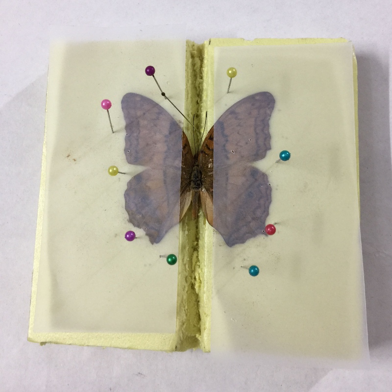 标本蝴蝶制作材料工具学生手工diy教学昆虫标本类装饰画