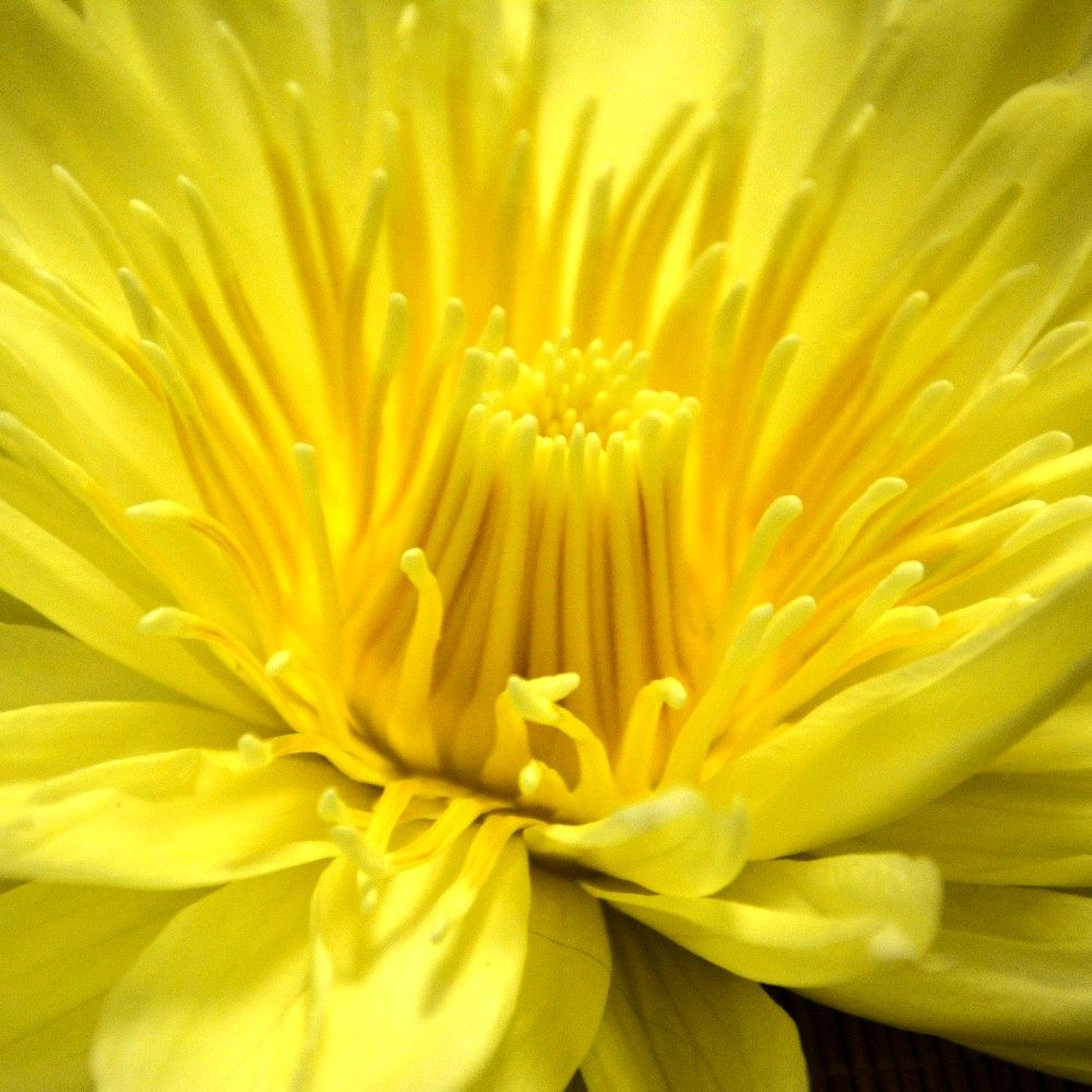 2021云南种植九品莲花鲜花花束速递家用办公室鲜花