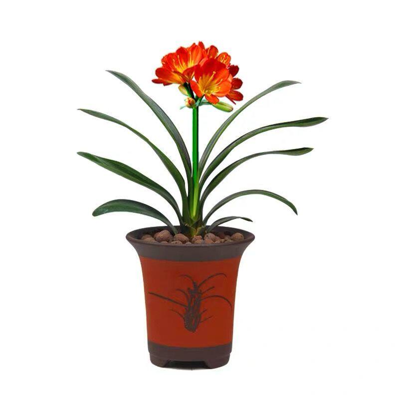 彩叶金边君子兰金丝佛光圆头元宝立板好室内绿植时令草本花卉