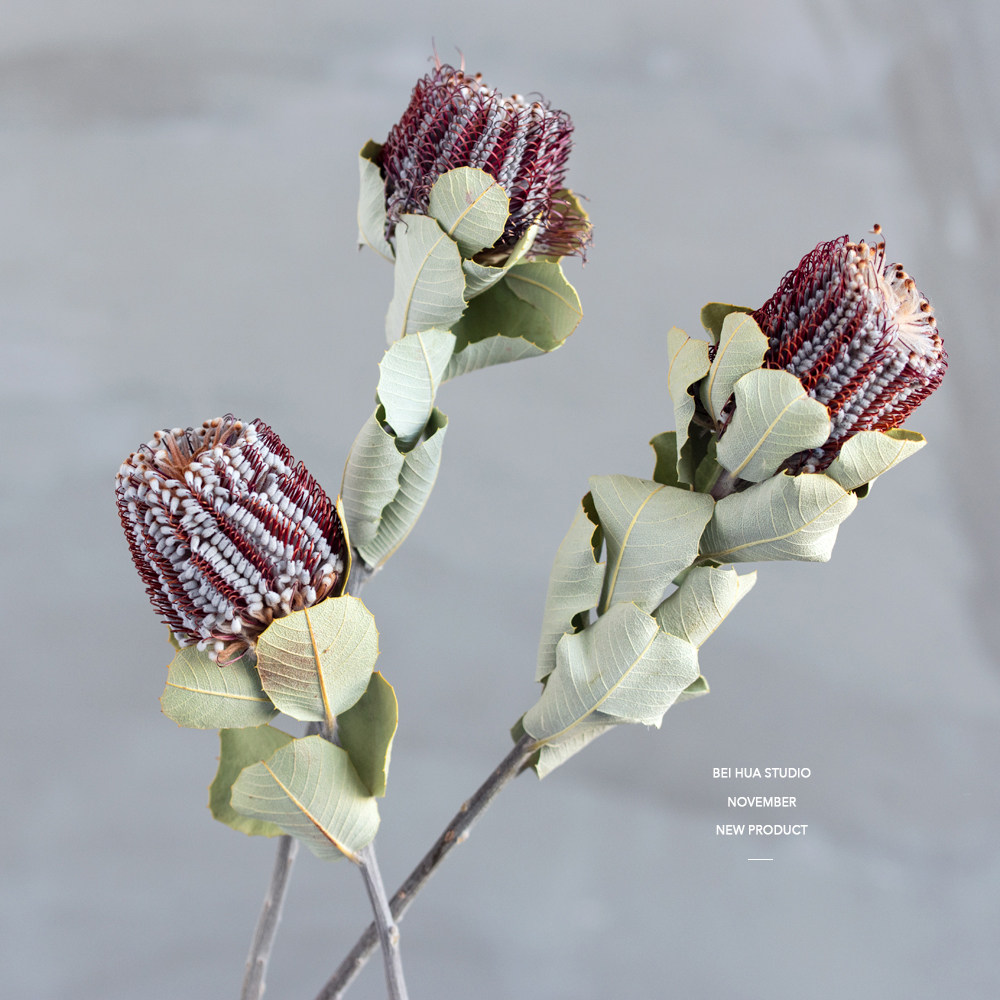 南非进口玉米佛塔干花轻奢家居酒店咖啡馆店铺干花