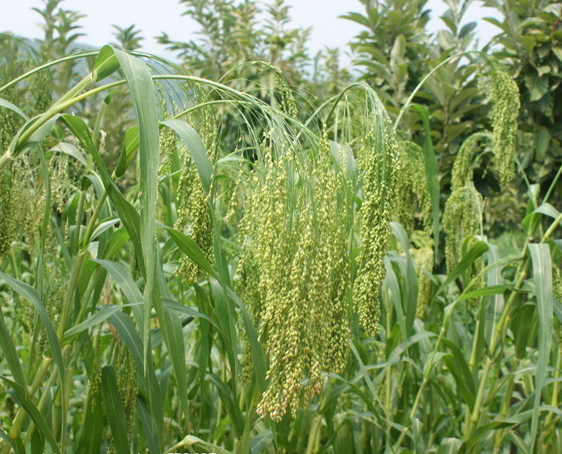 大黄黍米糯米黄糯米500g黄小米小米米糯米粘米黄小米