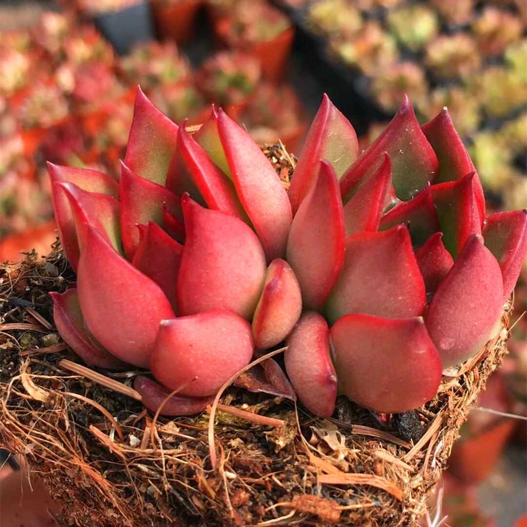 多肉 胜者骑兵 多肉植物 自家大棚特价出货 好多肉