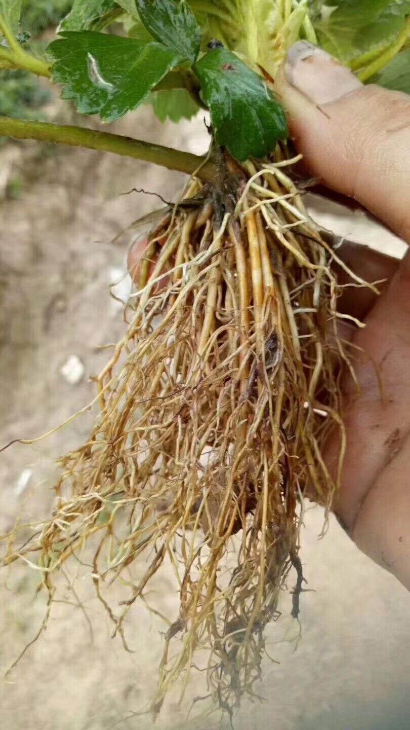 生根壮苗剂粉强力通用生根液移栽扦插绿萝生发根剂花卉果树叶面肥