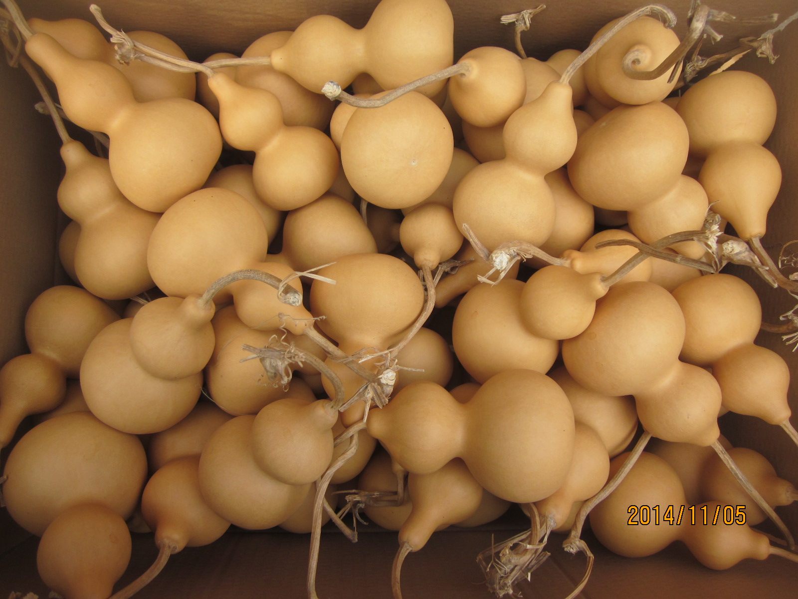 葫芦天然宫廷亚腰批发八宝观赏白皮12-15cm左右葫芦