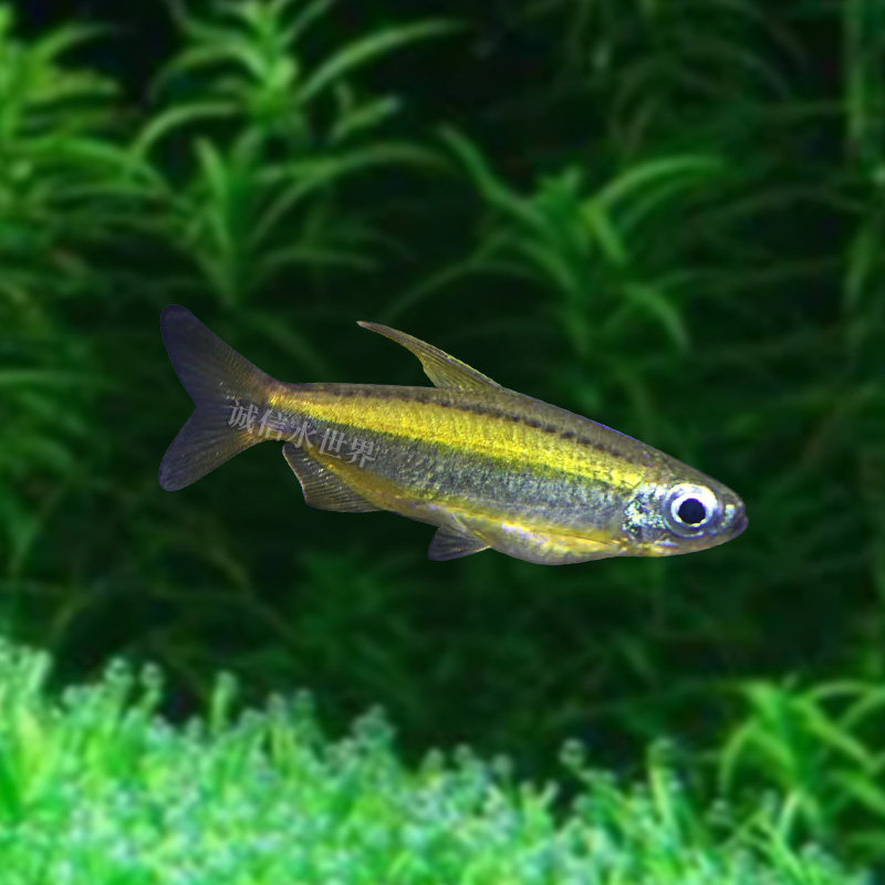 热带鱼观赏鱼南美小型黄金二线刚果美人鱼黄尾扯旗鱼