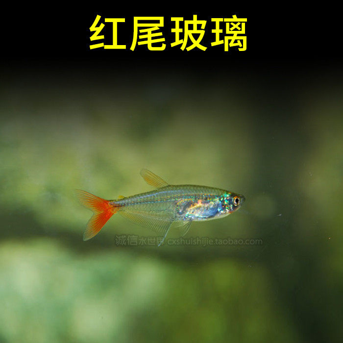 玻璃红肚鱼易饲养红尾拉拉玻璃猫露比三色色灯鱼