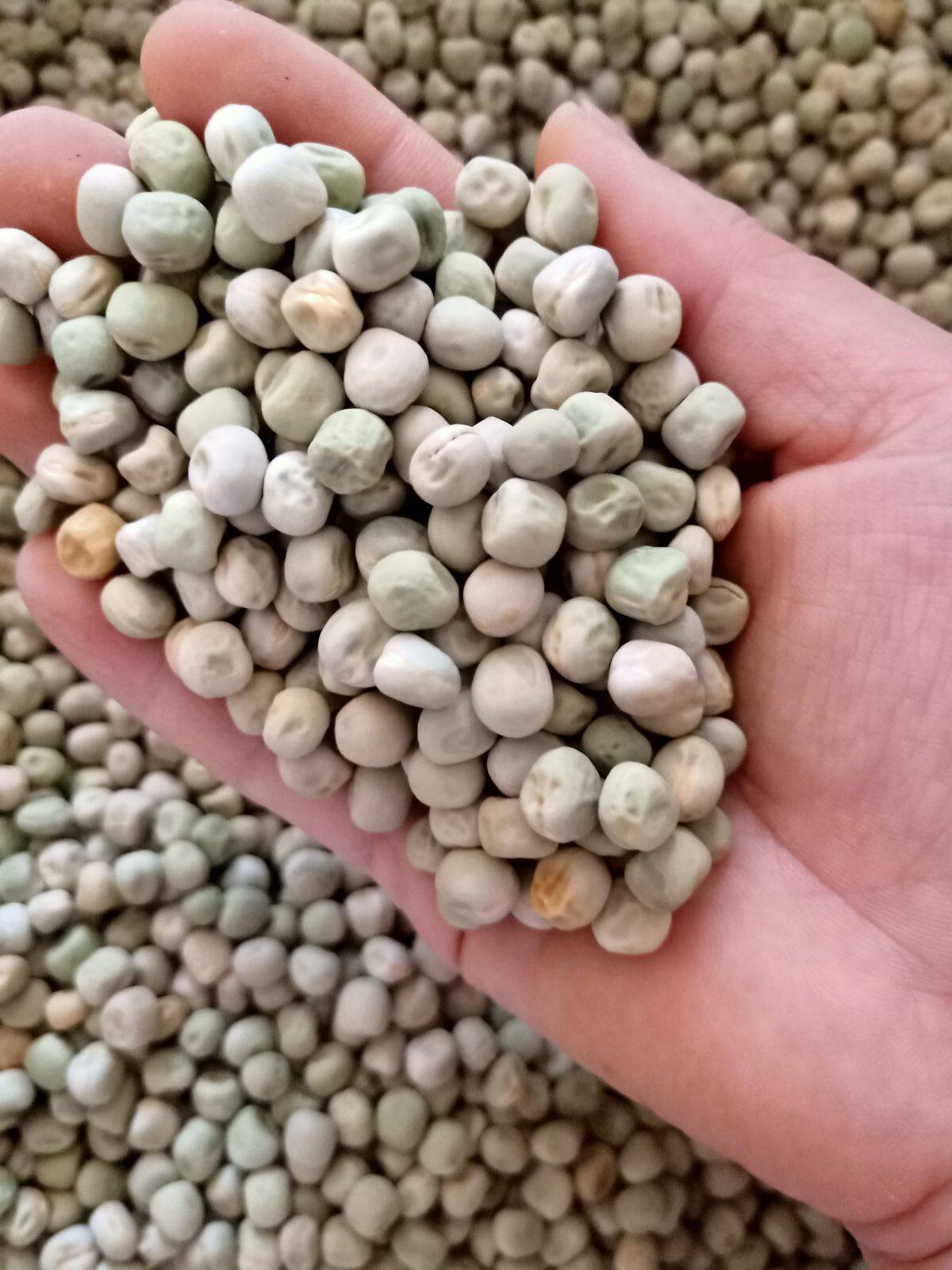 甜脆豌豆种子青豆中豌六号碗豆种籽散装蔬菜家庭园艺种子