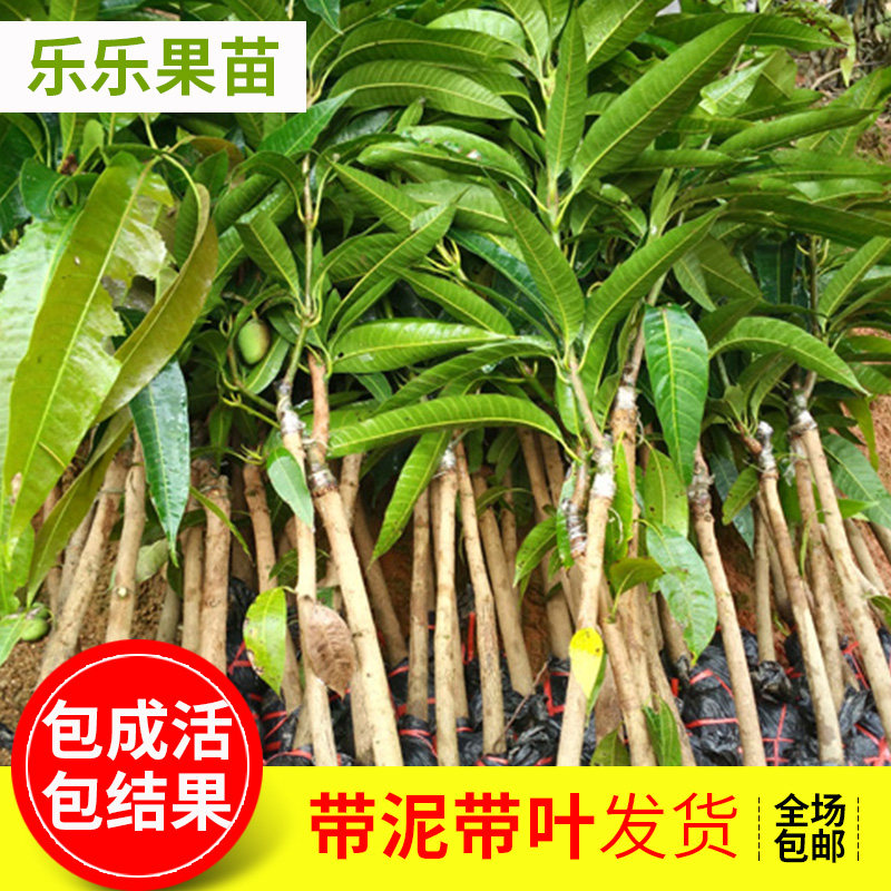 果苗芒果广西嫁接接水南方种植盆栽地栽带土果树