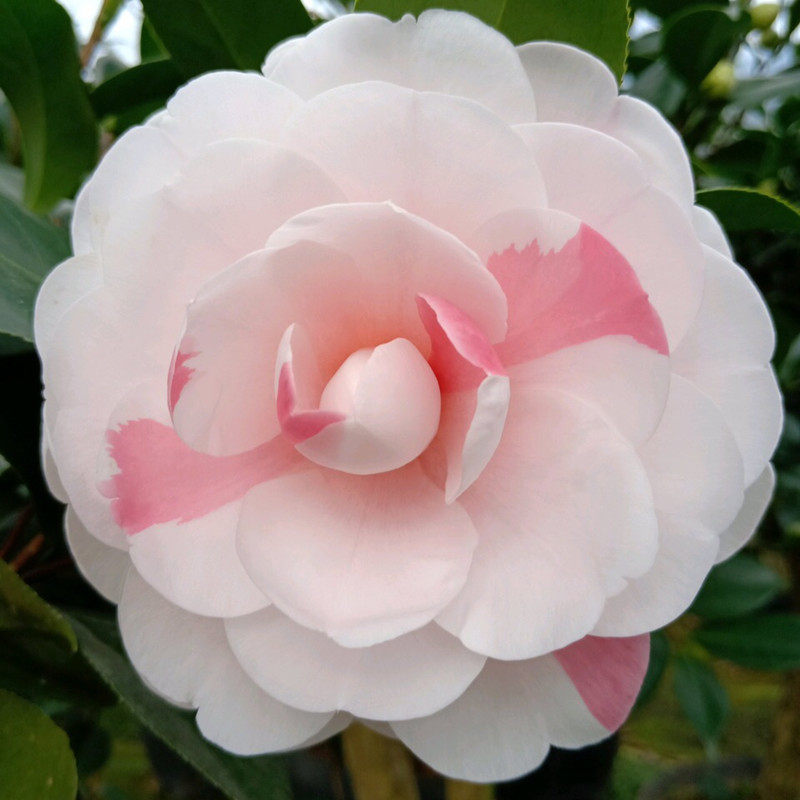 茶花进口乔伊盆栽一树多色名贵花卉树苗阳台时令草本花卉