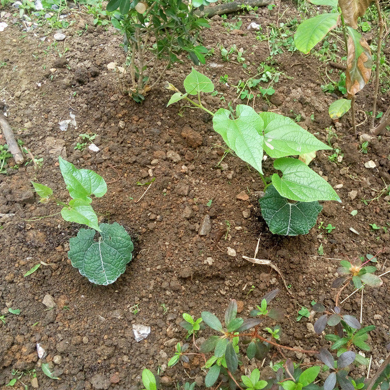 四季无核龙眼苗嫁接桂圆果树苗南方北方种植植物地栽盆栽阳台水果