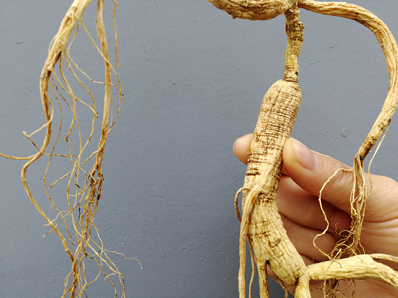 千年人参特大野山参长白山一等品林下山参滋补炖汤泡酒野生移山参