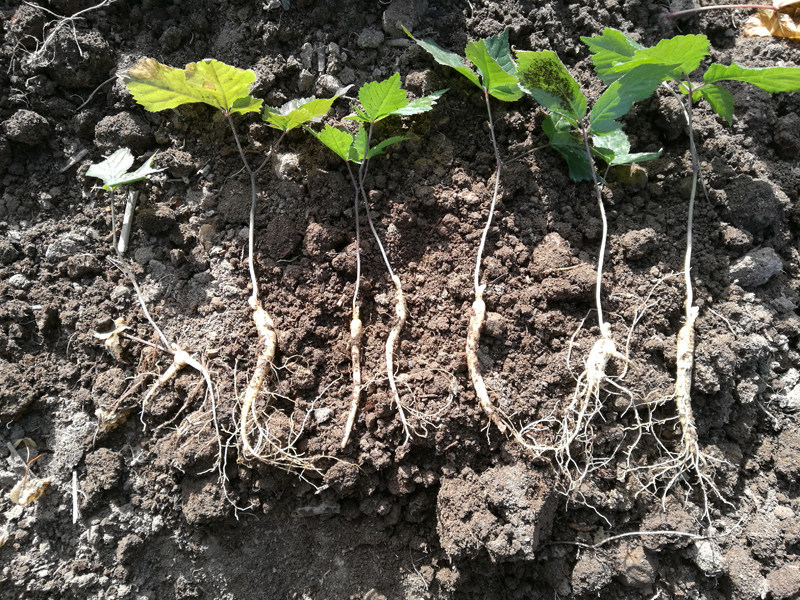 长白山人参苗 室内盆栽参苗 野山参种子苗 庭院种植西洋参种苗