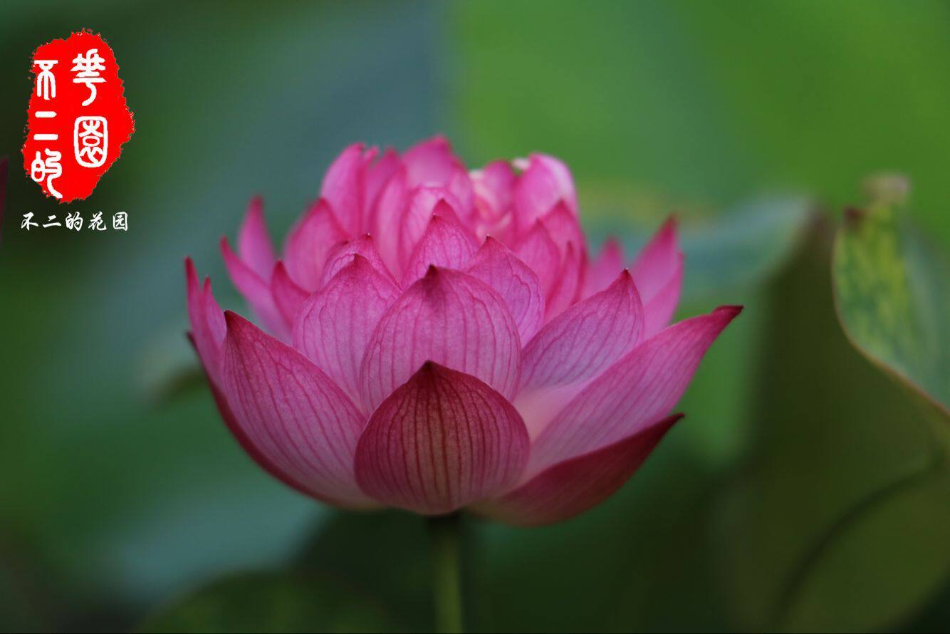 不二花园红裙极微微型碗莲极丰包活包开花时令草本花卉