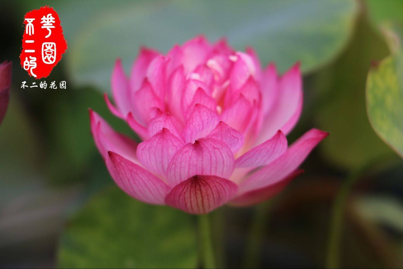 不二花园红裙极微微型碗莲极丰包活包开花时令草本花卉