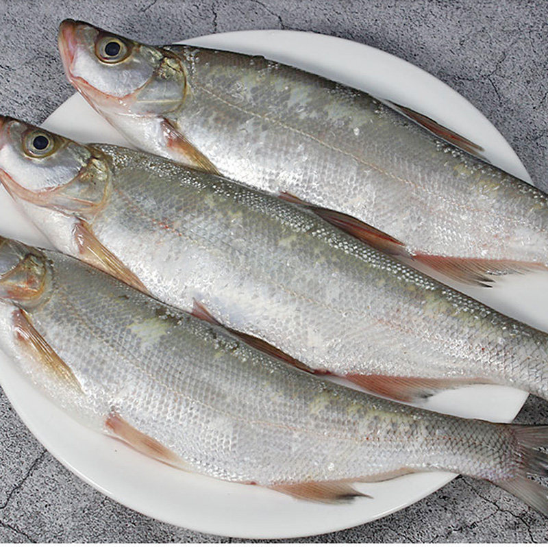 翘嘴白马湖鲜活食用白鱼白刁鱼新鲜淡水鱼红尾鱼水淡水鱼类