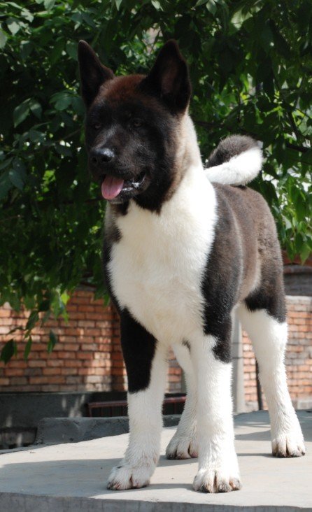 纯种美系秋田犬幼犬狗狗大型犬公都有忠犬八公狗狗