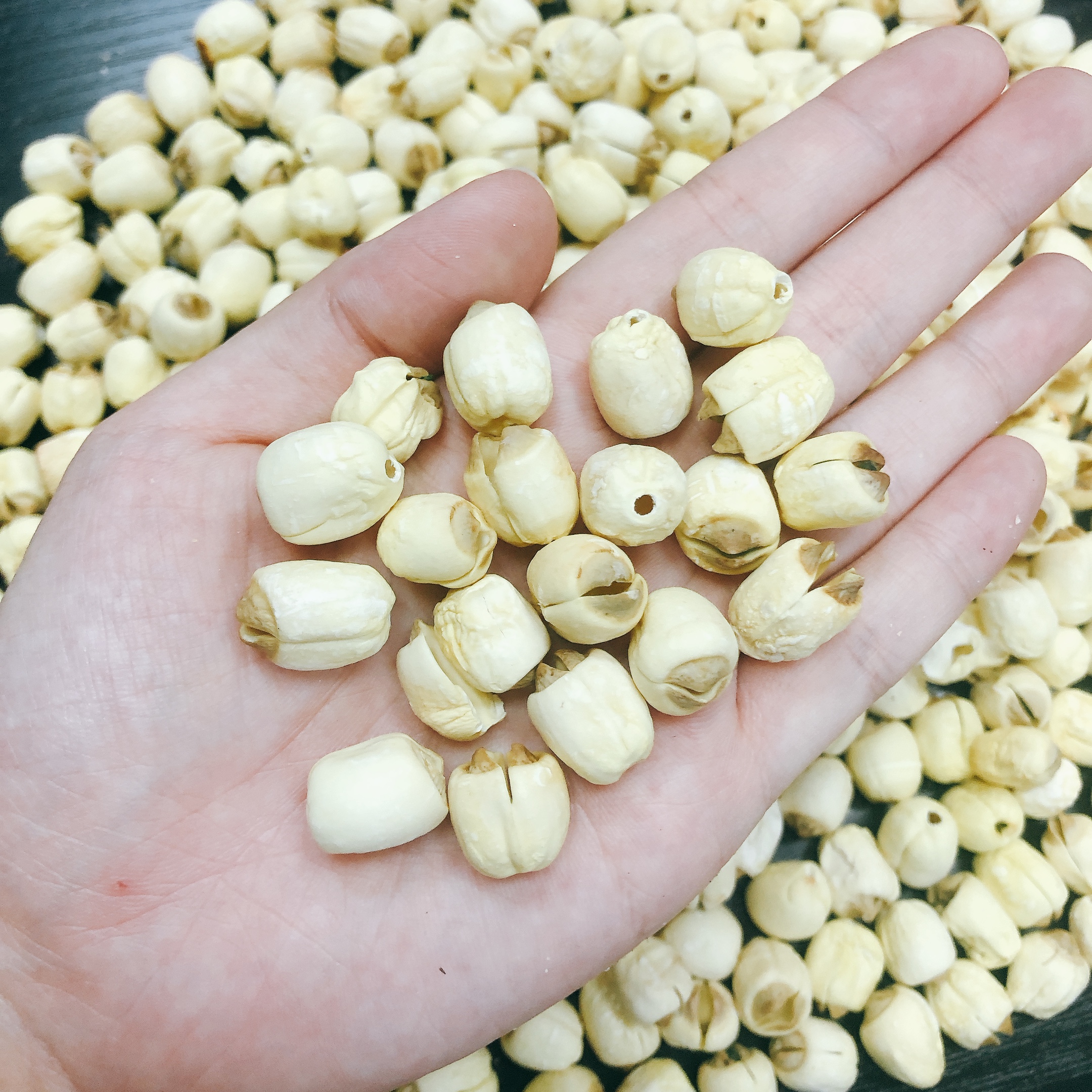 莲子中药材实体品质建宁无心手工精选无硫50g莲子