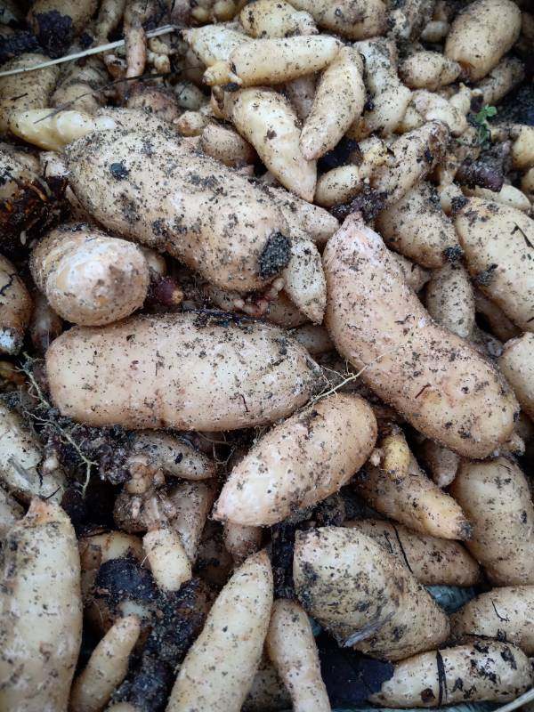 锯末蜜环菌大瓶1150m/天麻菌种/陕西宁强欣荣天麻/满3瓶包邮