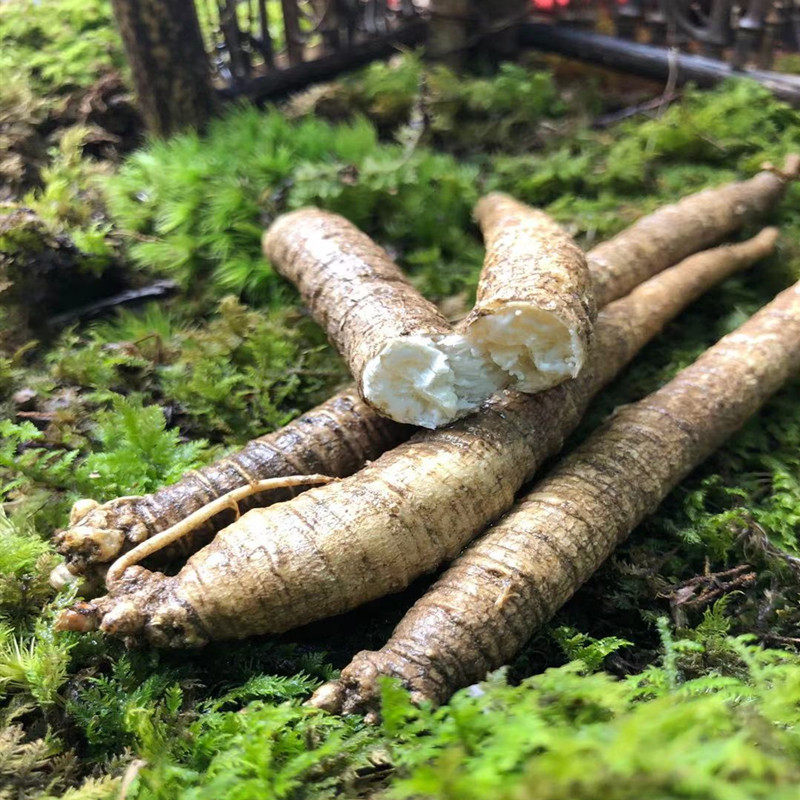 东北长白山朝鲜族特制去皮非野生鲜沙参500g新鲜北沙参