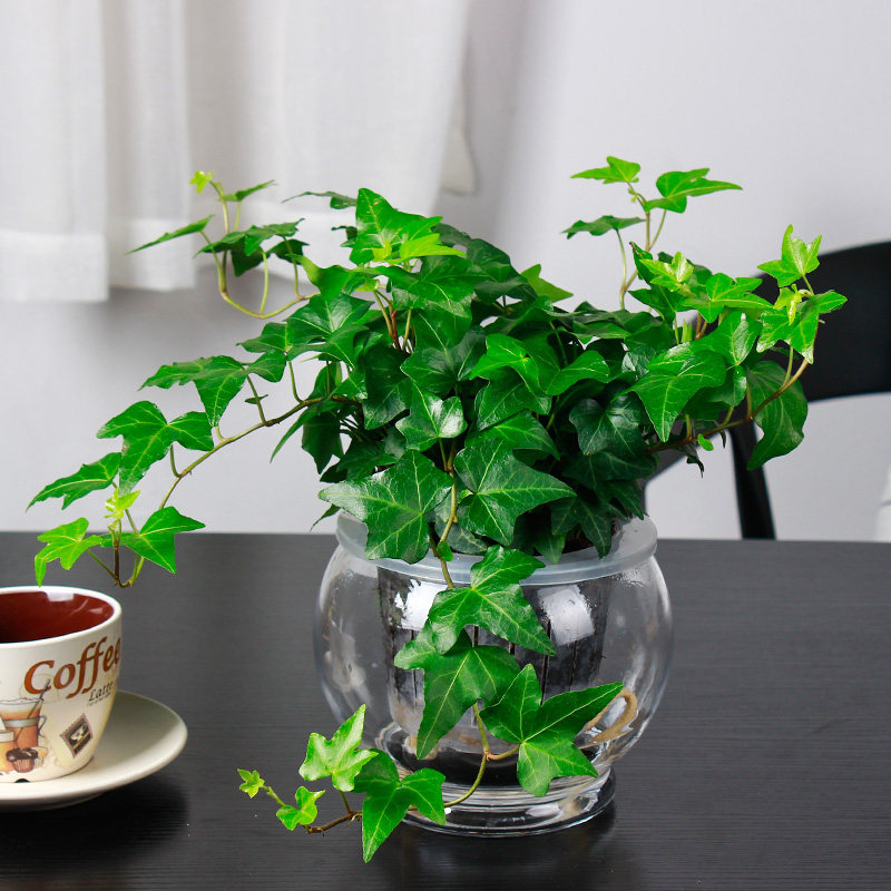 l常春藤盆栽常青藤客厅阳台藤蔓植物办公室净化空气绿植水培植物