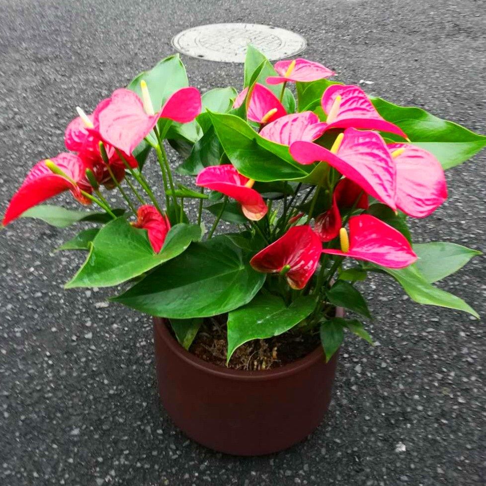 杭州鲜花植物花卉盆栽小红掌抗辐射美化环境绿植