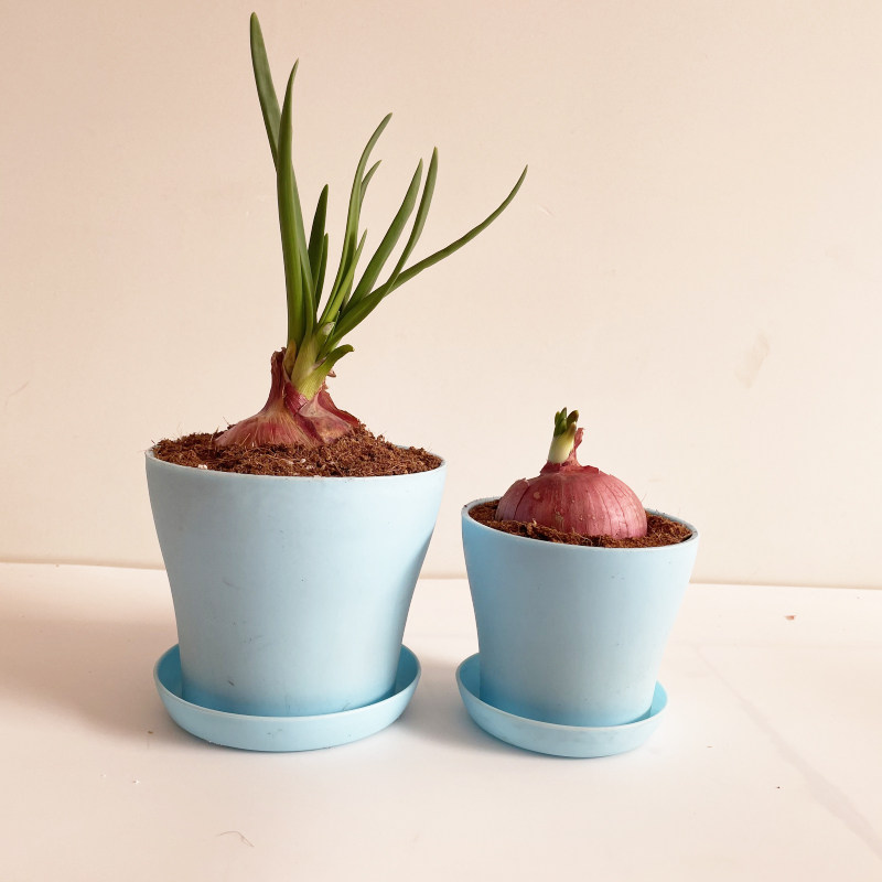 培土培洋洋葱盆栽绿植幼儿园观察植物生长过程绿植