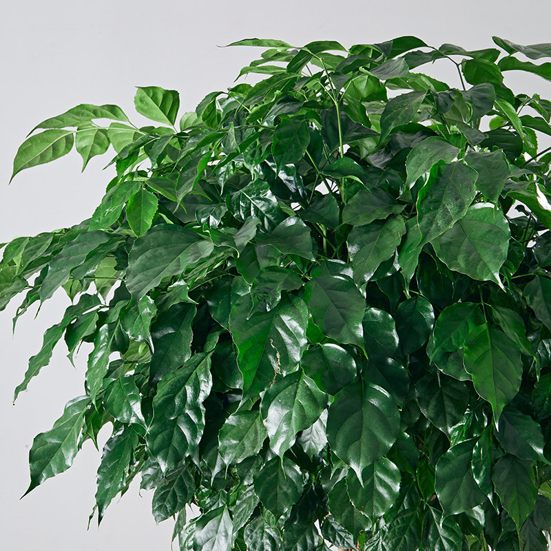 双层单杆造型幸福树客厅大型观赏绿植盆栽绿宝大型绿植