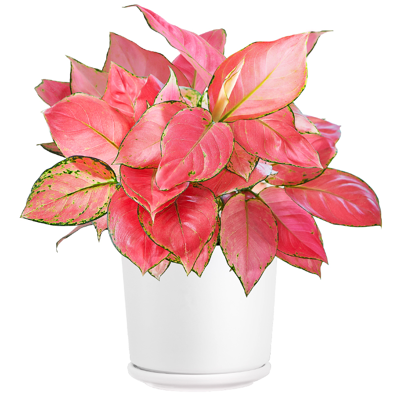 如意吉利彩叶桌面办公桌办公花卉如意花红竹好养绿植