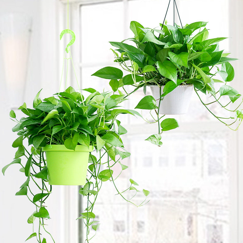 盆栽长藤绿萝室内水培植物吊兰花卉办公室净化空气绿植