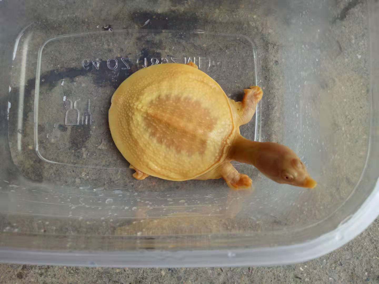 白化红眼甲鱼乌龟活体宠物龟鳖黄金招财龟黄化变异深水龟低价免邮