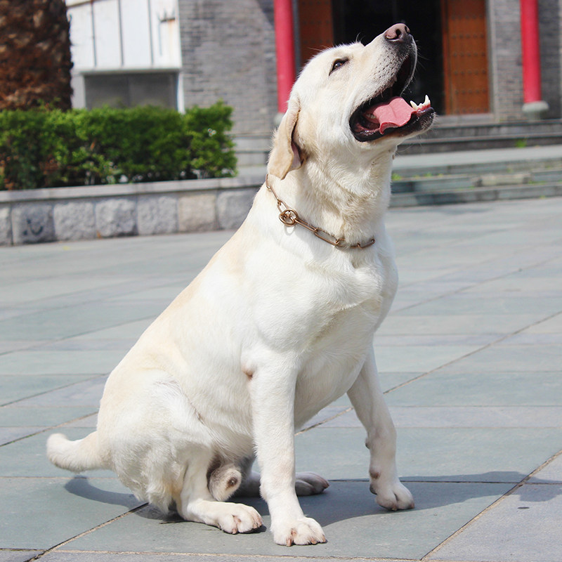petcare德国进口金色合金铜短节p链脖圈脖链防夹毛狗圈德牧金毛